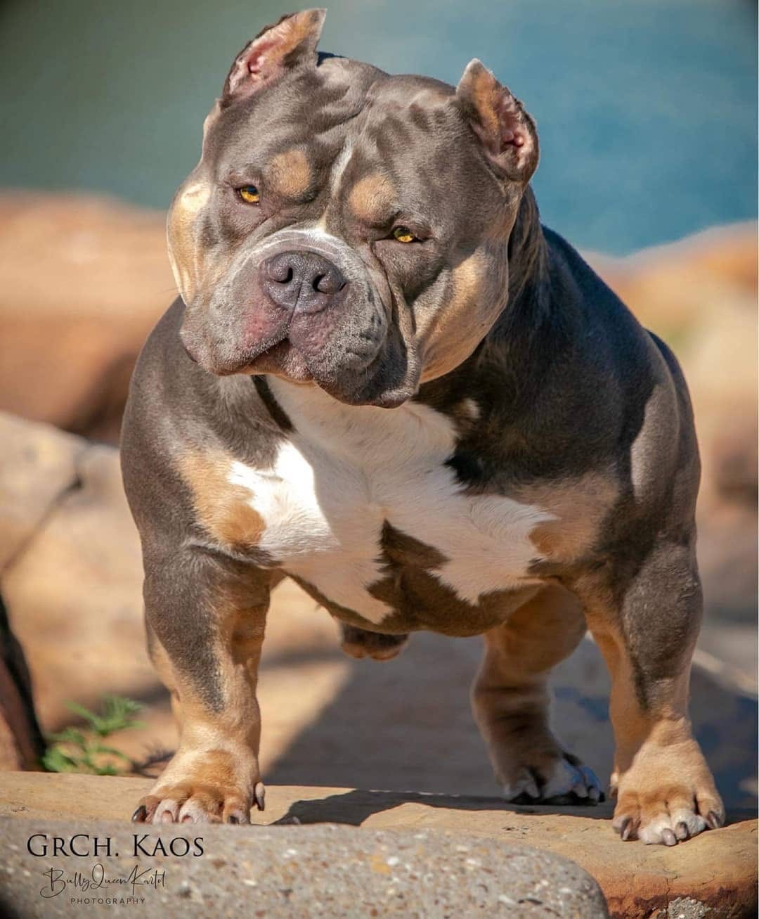 american bully show 2019
