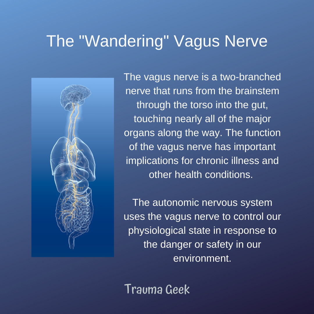 The Vagus Nerve & Chronic Illness - Age of Awareness - Medium
