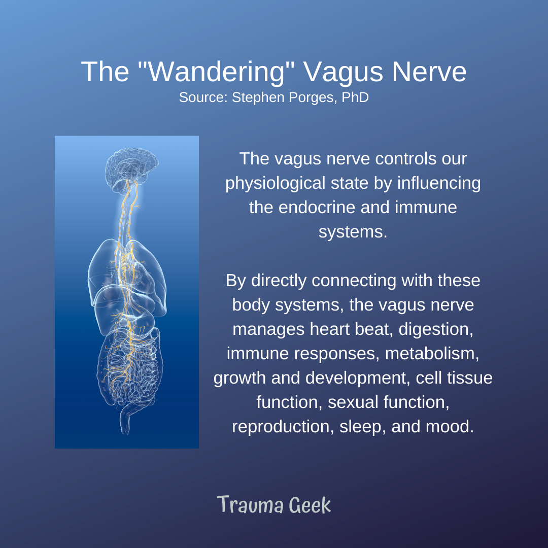 The Vagus Nerve & Chronic Illness Age of Awareness Medium