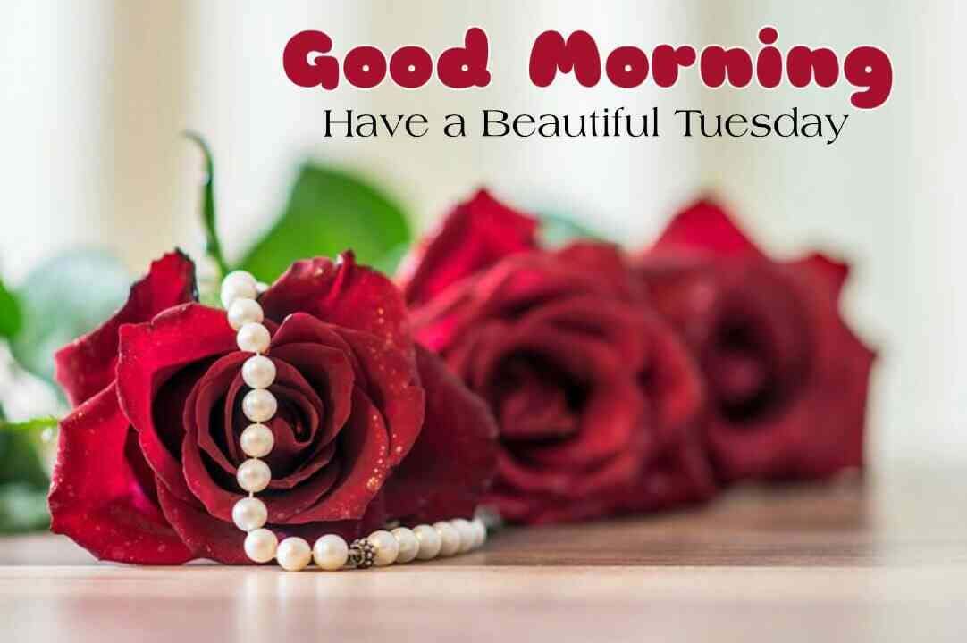 Good Morning Tuesday Good Morning Tuesday Blessings