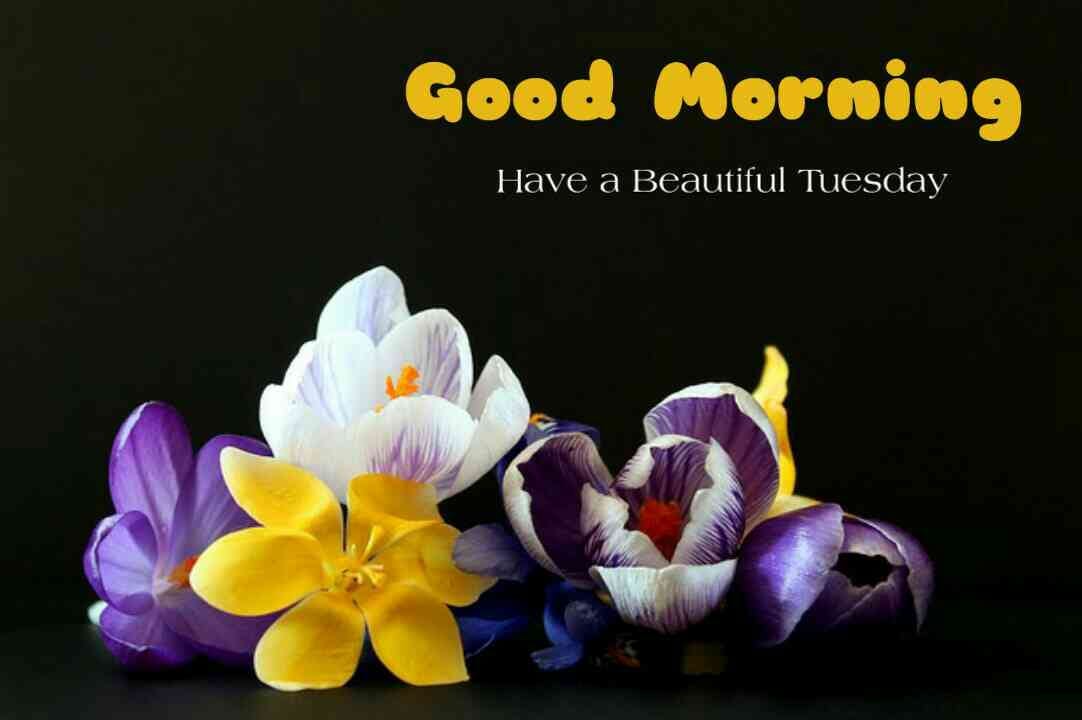 Good Morning Tuesday, Good morning Tuesday Blessings | by ...
