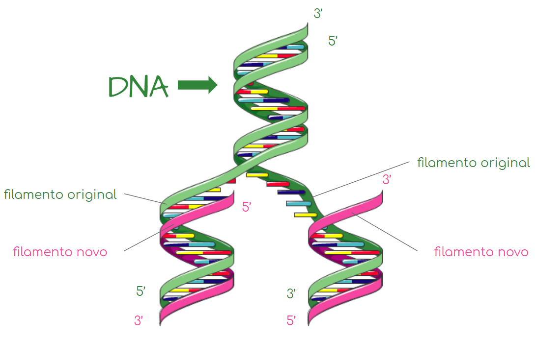 A Analise De Um Segmento De Dna Com 1500 Pares