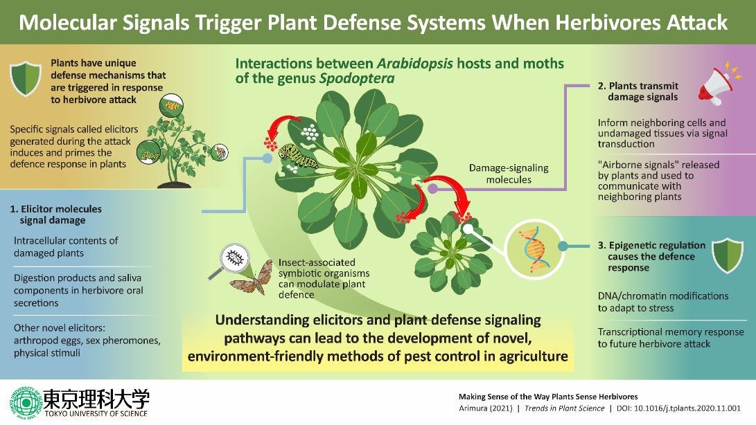 How “elicitors” can initiate defense responses in plants against herbivores, and can potentially lead to development of pesticide-free agriculture