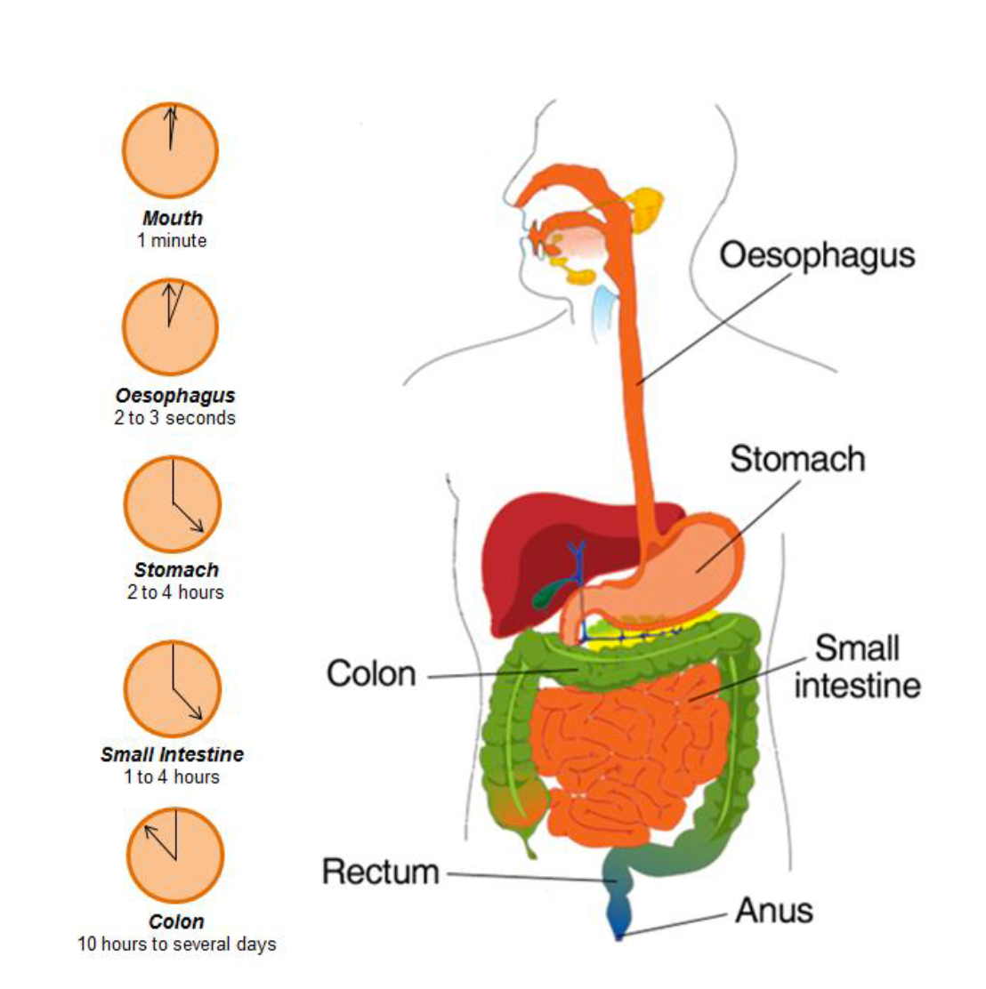 How to Use Psychology for Better Bowel Function by Dr Sula Windgassen