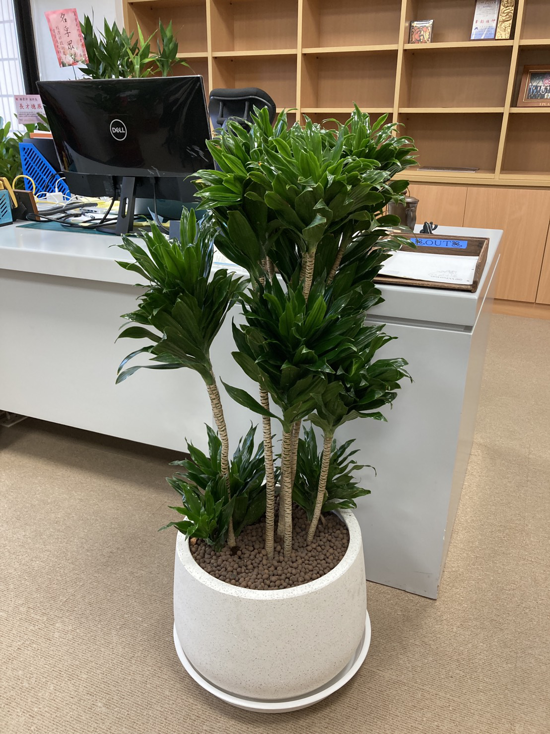 耐陰又好養的九種大型室內植栽推薦 沒有陽光也能享受植感生活 生活品植 Medium 耐陰又好養的九種大型室內植栽推薦 沒有陽光也能享受植感生活 生活品植 Medium