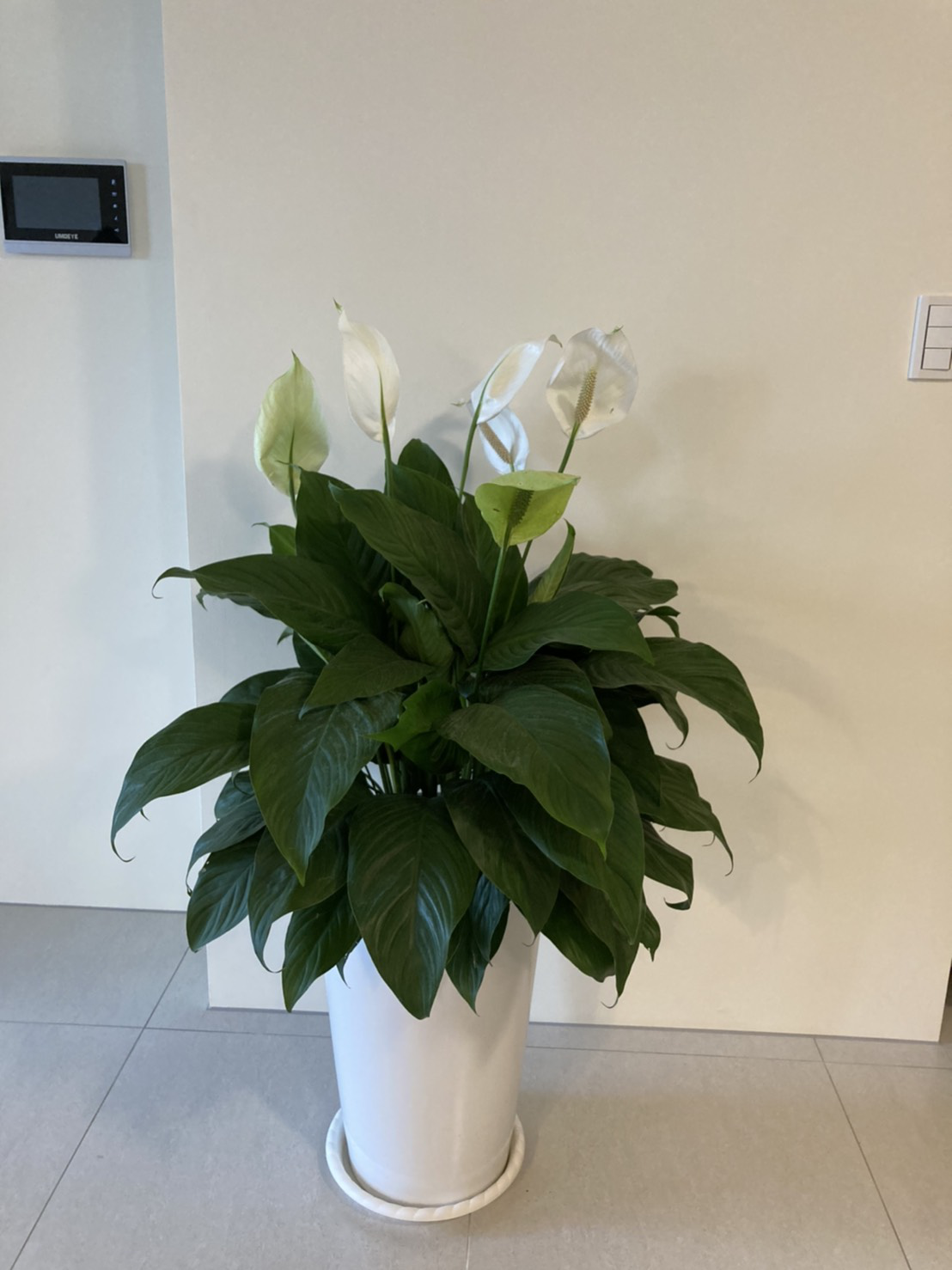 耐陰又好養的九種大型室內植栽推薦 沒有陽光也能享受植感生活 生活品植 Medium 耐陰又好養的九種大型室內植栽推薦 沒有陽光也能享受植感生活 生活品植 Medium