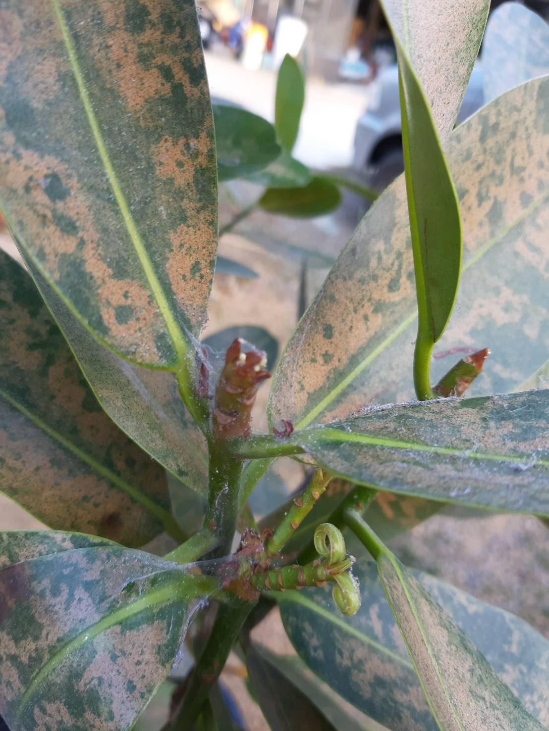 常見室內植物病蟲害防治及對策 小型害蟲篇 植物感染紅蜘蛛 蚜蟲或介殼蟲該怎麼處理 學會這幾招讓妳懂得保護自己的植物 以下介 By 彭彭 常見室內植物病蟲害防治及對策 小型害蟲篇 植物感染紅蜘蛛 蚜蟲或介殼蟲該怎麼處理 學會這幾招讓妳懂得保護自己的植物 以下介 By 彭彭