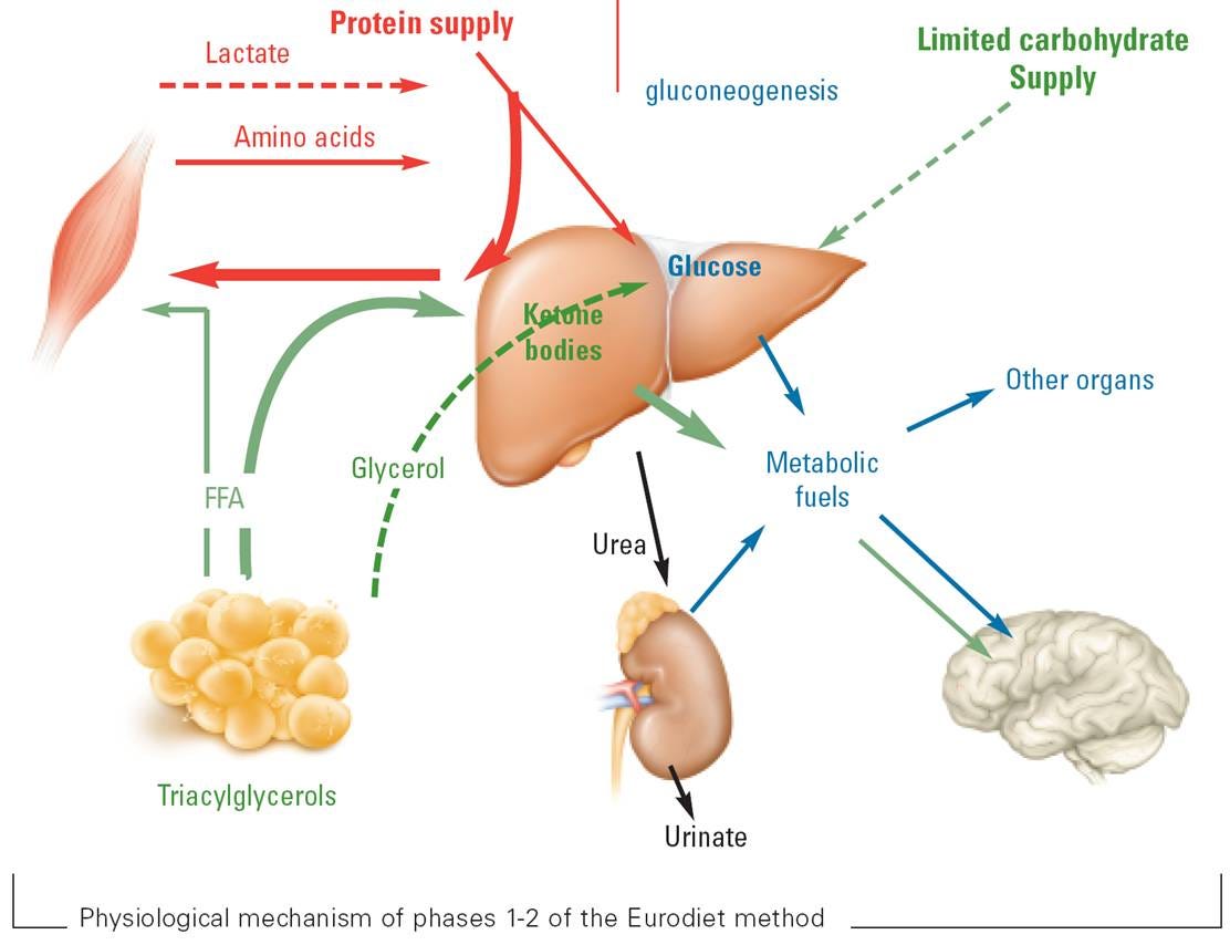 “In Ketosis” vs. “Keto-adapted” - Healthinasecond - Medium