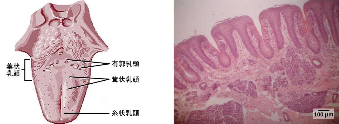 生物学 第2版 — 第36章 感覚系 —36 | 感覚系36.1 | 感覚プロセス36.2 | 体性感覚36.3 | 味覚と嗅覚36.4 | 聴覚と前庭感覚36.5 | 視覚