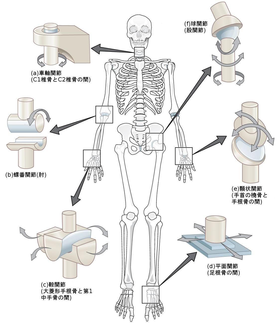 生物学 第2版 第38章 筋骨格系 Japanese Translation Of Biology 2e By Better Late Than Never Medium