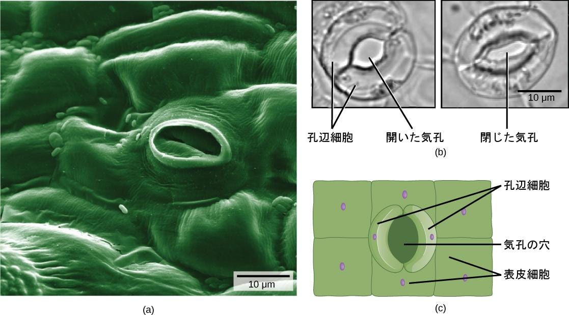 生物学 第2版 第30章 植物の形態と生理学 Japanese Translation Of Biology 2e By Better Late Than Never Medium