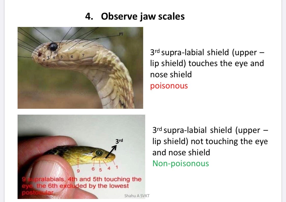 Poisonous And Non Poisonous Snakes By Dr Bimal Sharma By Dr Bimal
