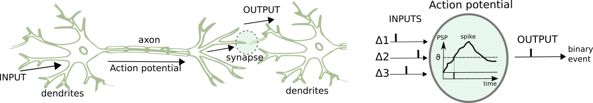 deep learning in spiking neural networks