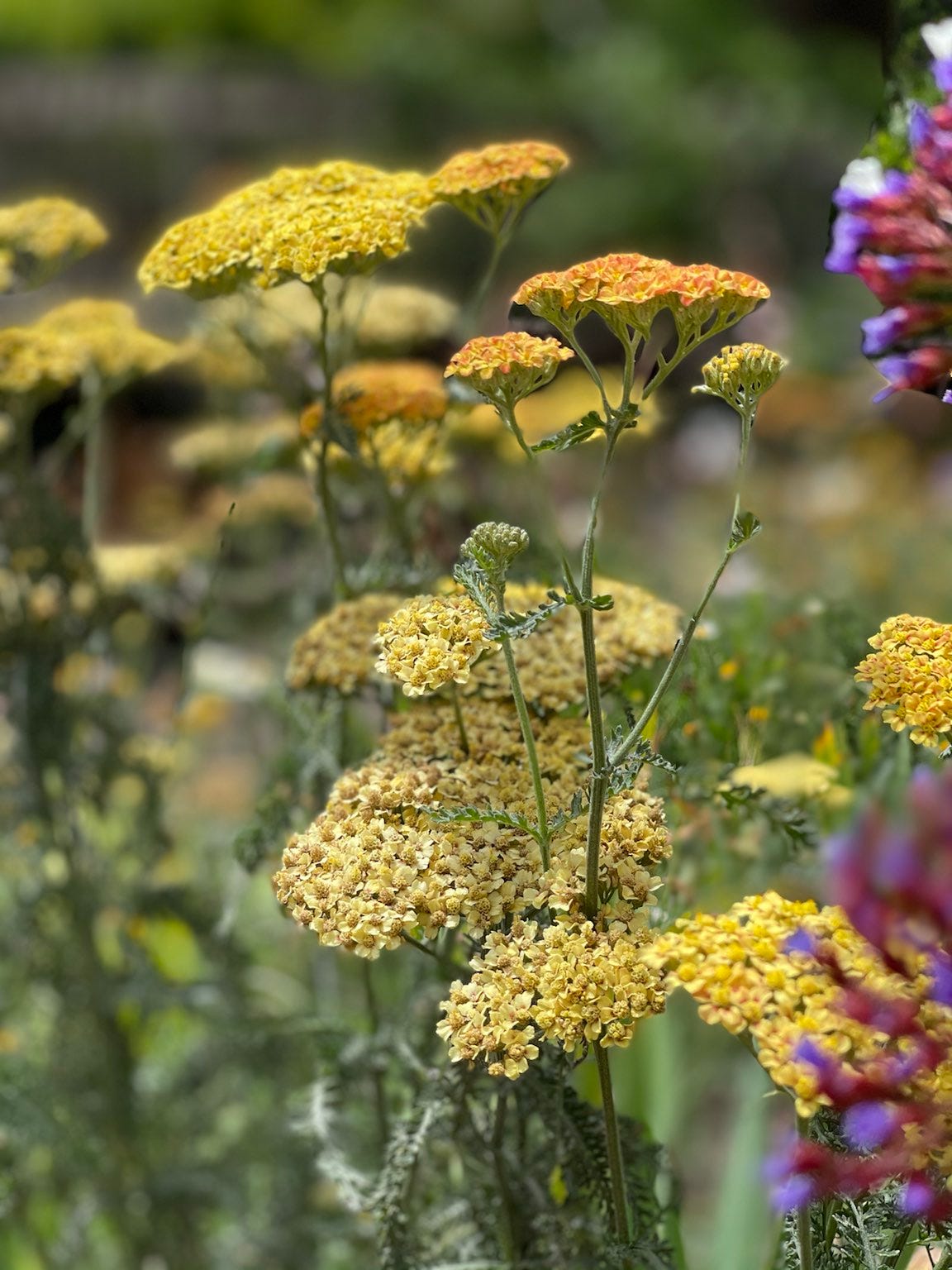 Stretched Canvas and a Mandolin. Split ray of orange by Hank The
