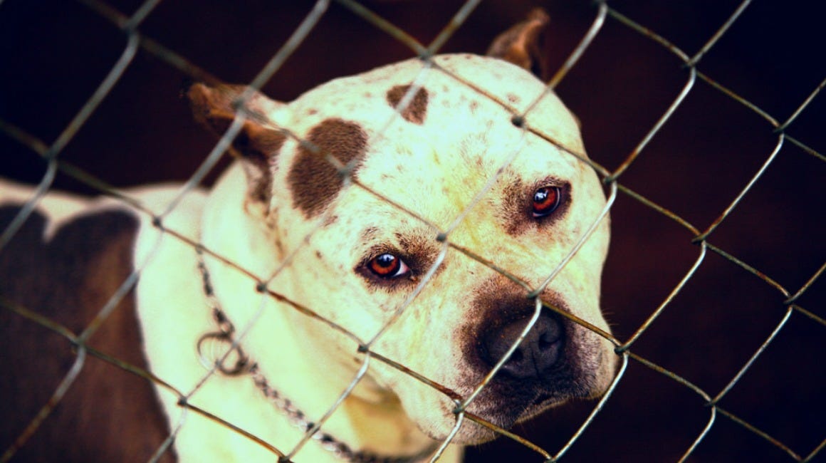 The Terrible Injustice Of Bans Against Pit Bulls The