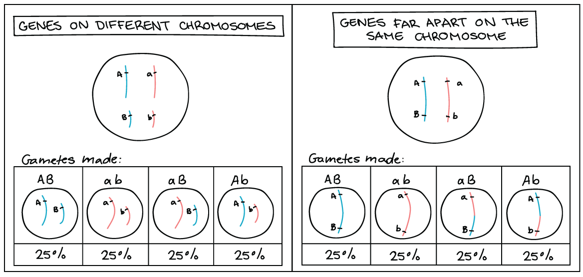 5Step Guide to Understand Linked Genes & Chromosome Meiosis by The Human Origin Project Medium