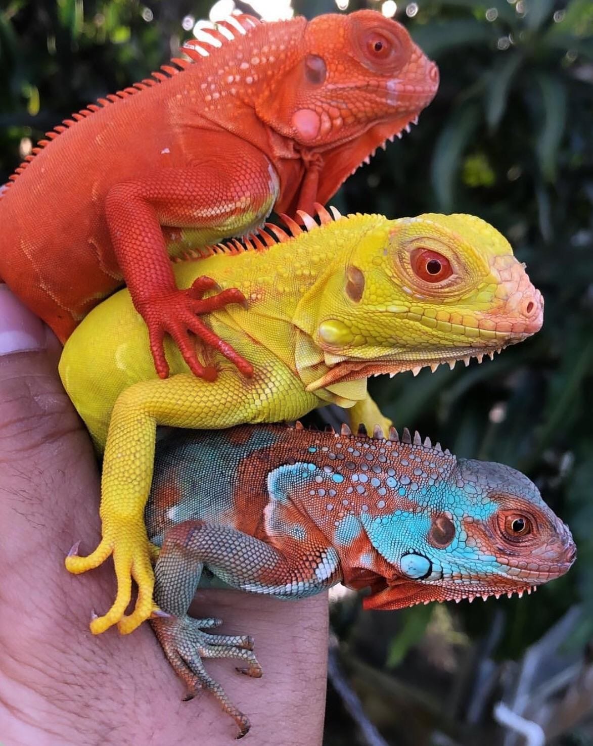 Iguanas By Veronica Peas Medium iguanas-by-veronica-peas-medium