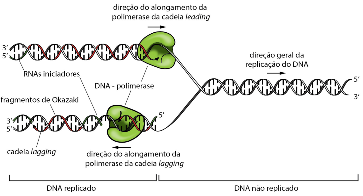 Qual Das Sequencias De Dna Corresponde Ao Alelo R