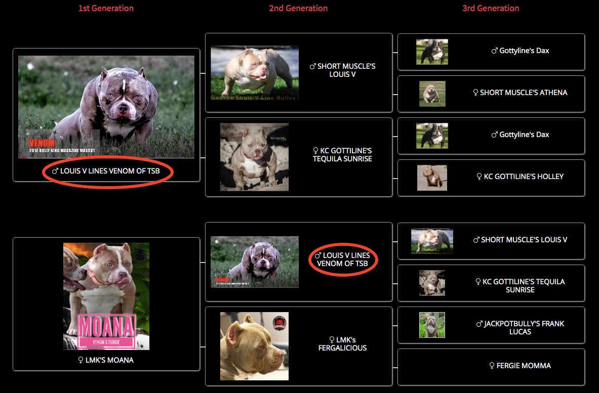 Linebreeding Inbreeding Outcrossing Advanced Breeding Methods The American Bully Venomline