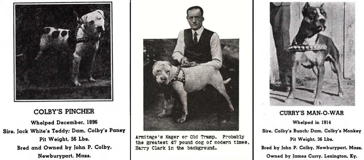 John P Colby Pitbulls 2025 - Main Image