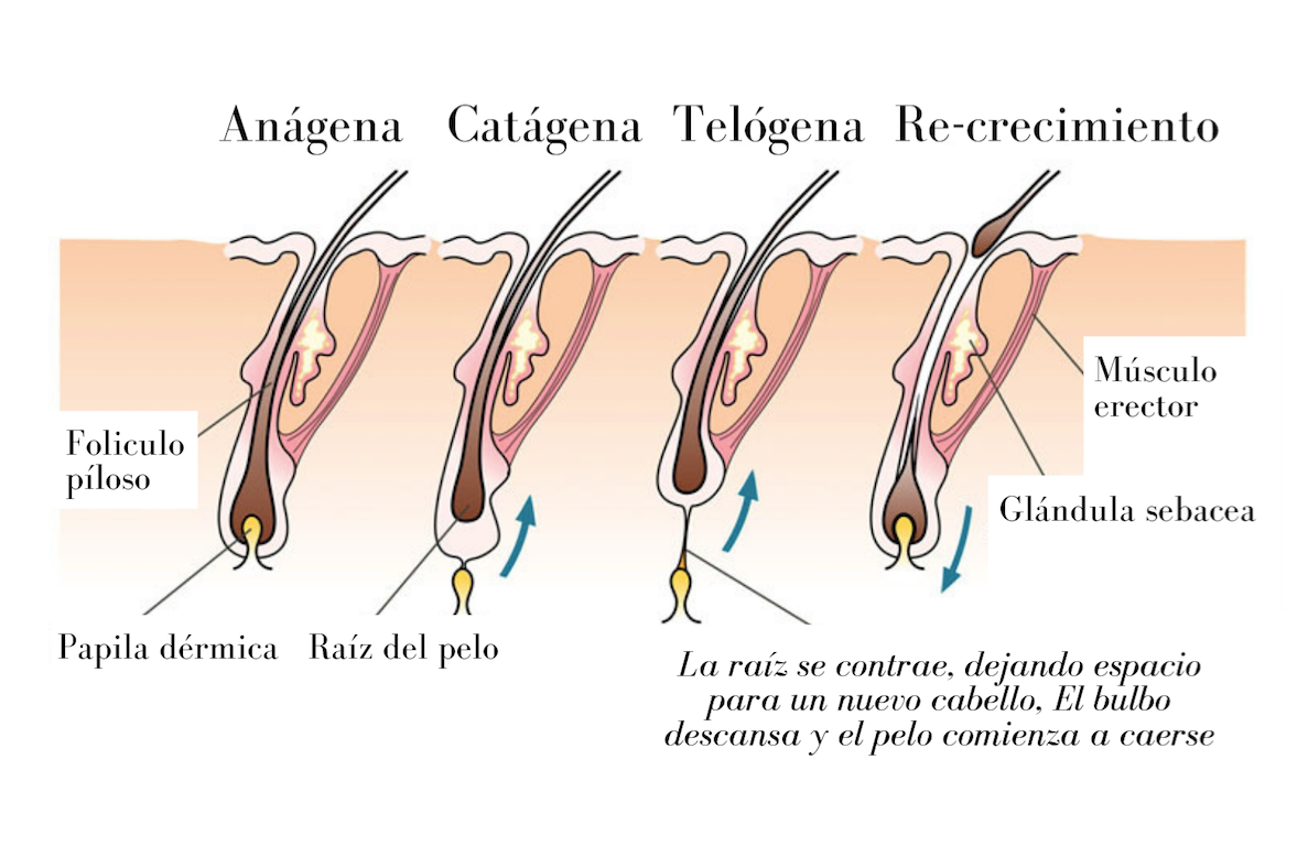 Fases del crecimiento del vello. En este articulo explicaremos como… by Riddhi Belleza y Salud