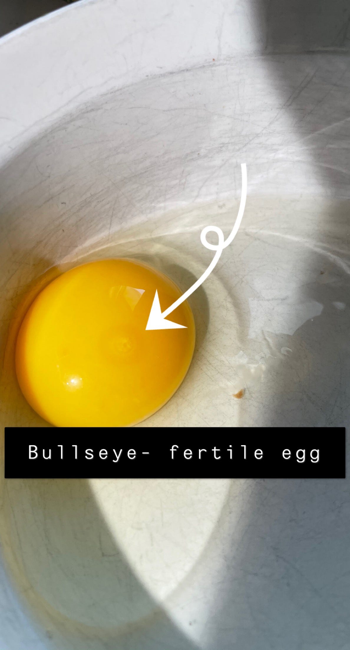 Incubating Chicken Eggs It S All In The Details It Takes A Lot By Megan Benson Medium