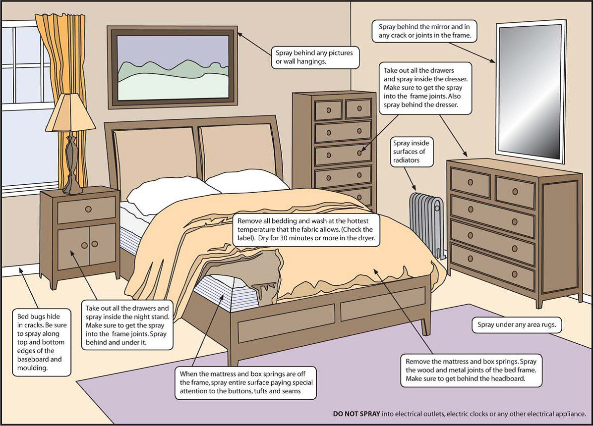 What Causes Bed Bugs Learn What To Look For Isiah Tremaine