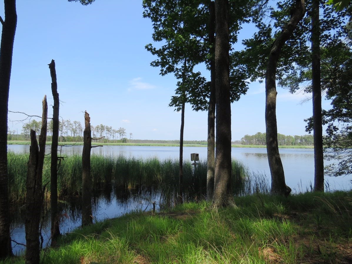 view of river through trees, green grass