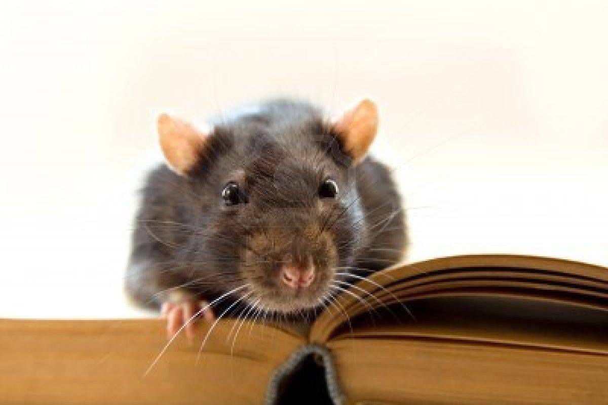 Find Out How Many Rats Live In Your Dorm With Nyc S