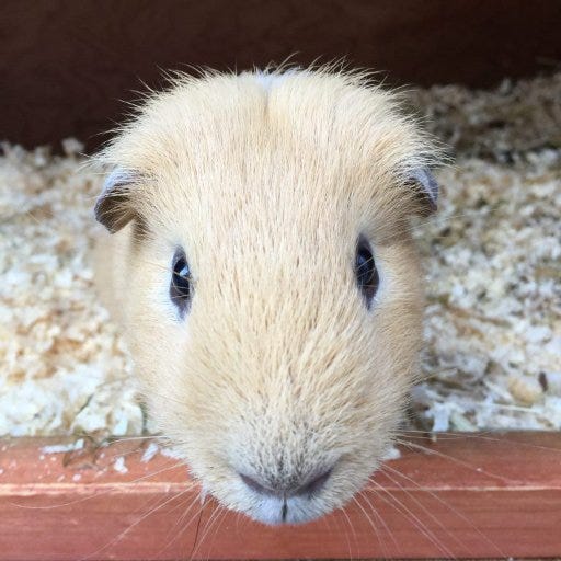 Guinea Pig Hotel Medium
