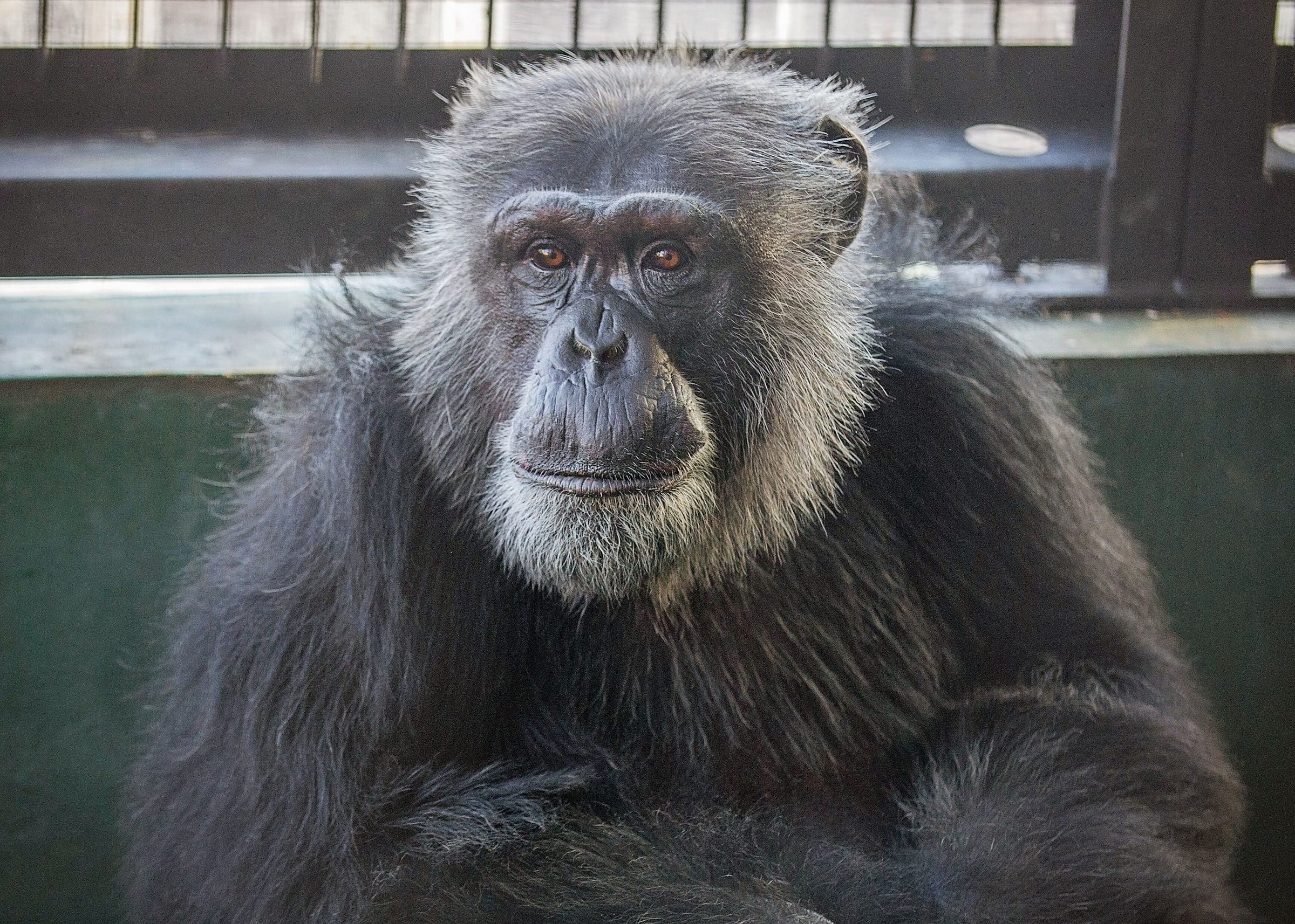 All about chimpanzees for kids picture