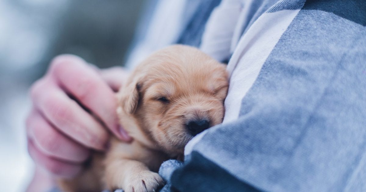 What to Do About Puppy Hiccups. Let's face it: everything that puppies… | by Furzly | Furzly | Medium What to Do About Puppy Hiccups. Let's face it: everything that puppies… | by Furzly | Furzly | Medium