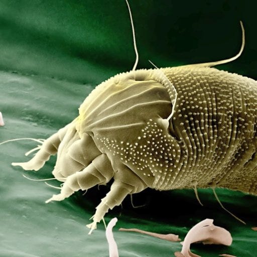 ParaSite AgenDa Medium