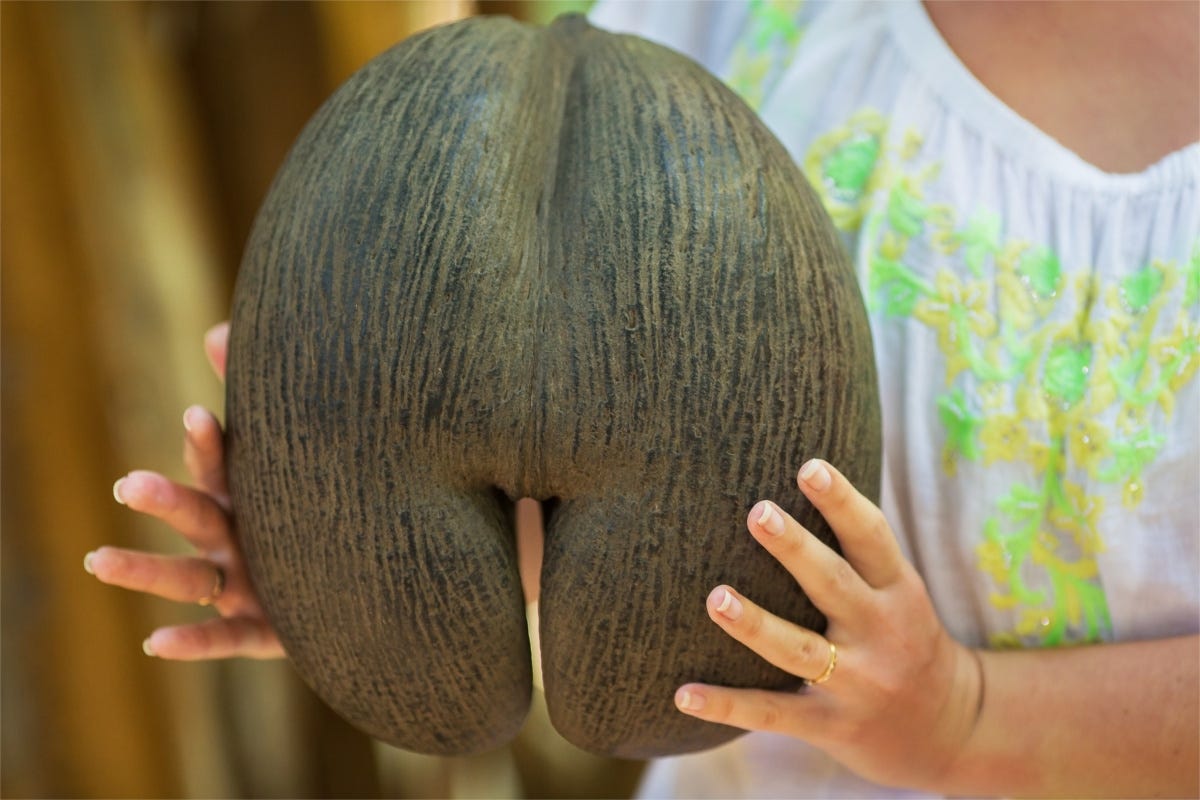 The Biggest Seeds in the World. The Coco de mer palm, native to the ...
