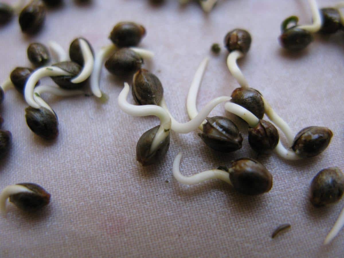 How To Get Feminized Seeds