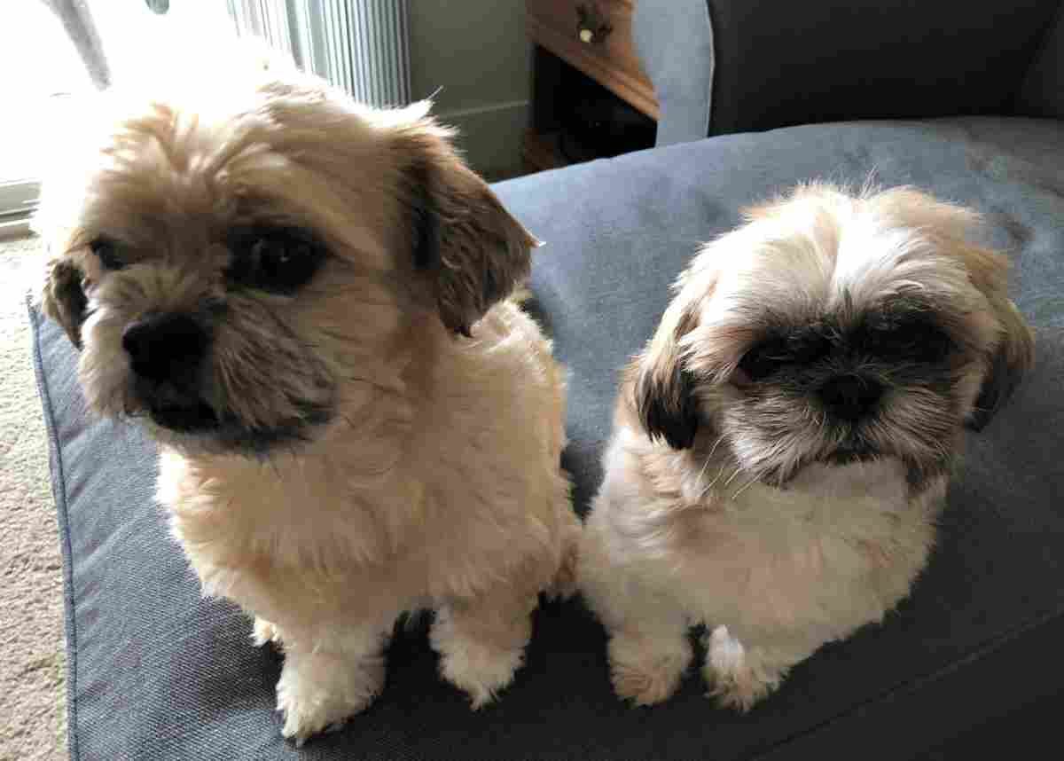 Shih Tzu Dogs For Adoption in Concord NC — Adopt Bonded ...