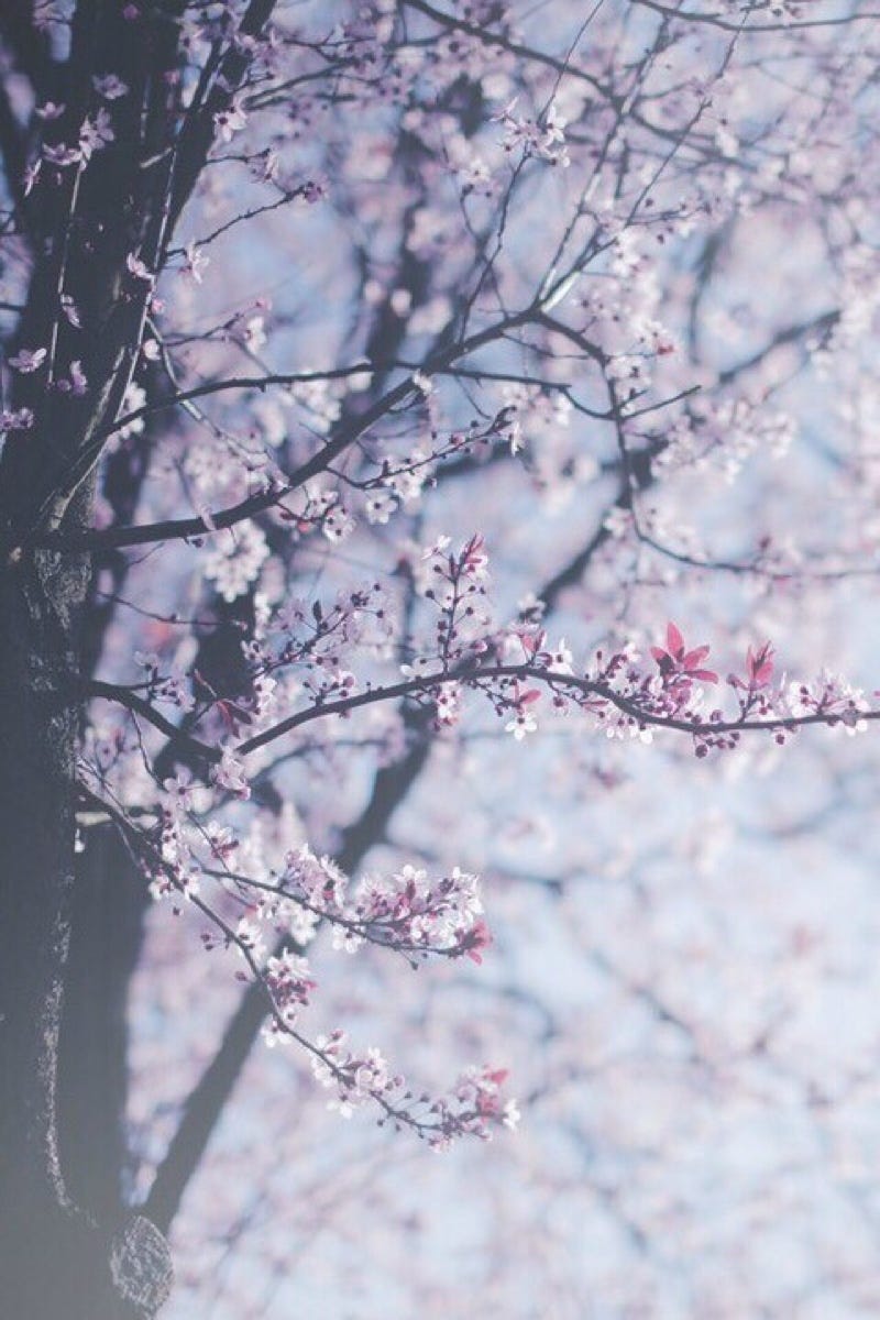 Samuel 'Hyensoo' Choi - Medium