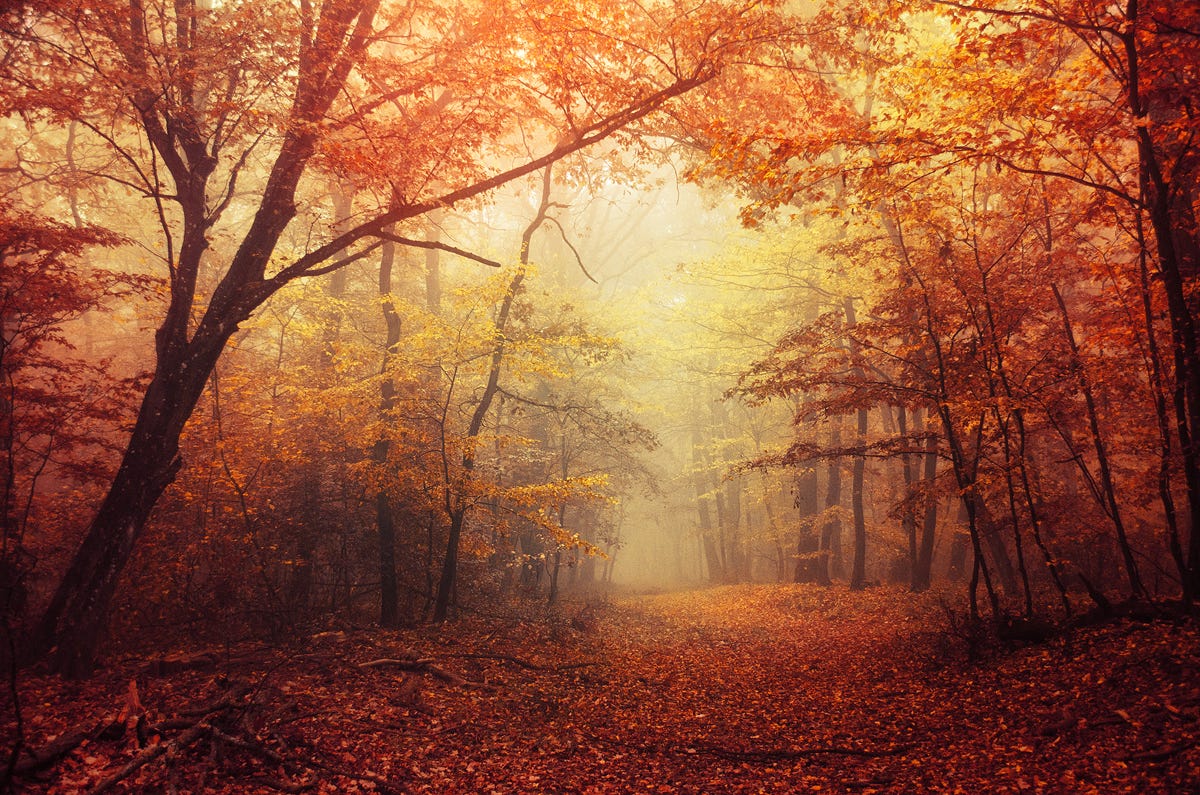 10 Beautiful Fall Prints For Your Wall By Zsolt Zsigmond Medium