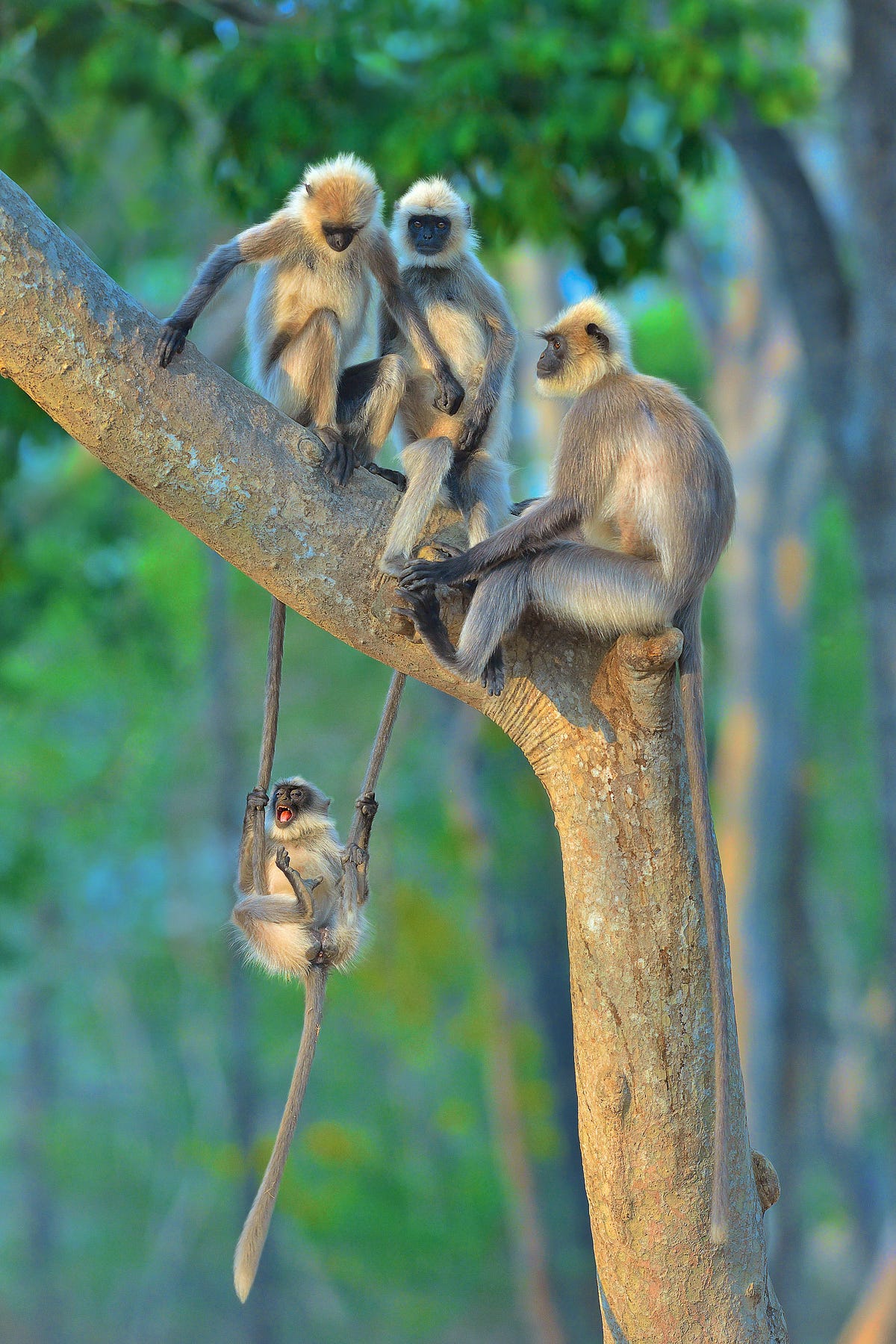 A grey langur monkey holds and swings on two hanging tails of the siblings or friends in the tree above her