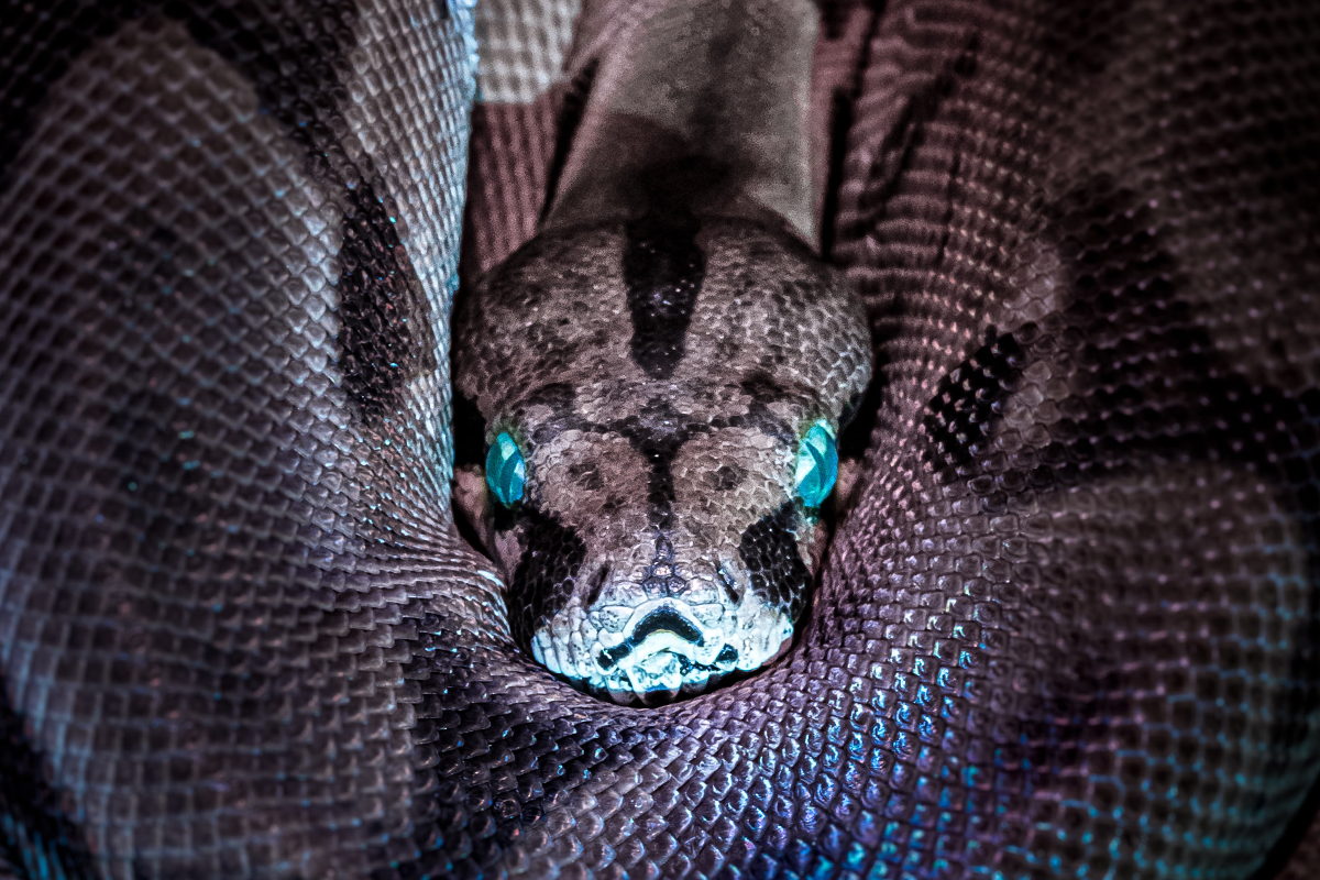 Can a venomous snake commit suicide by biting itself? by Can a venomous snake commit suicide by biting itself? by