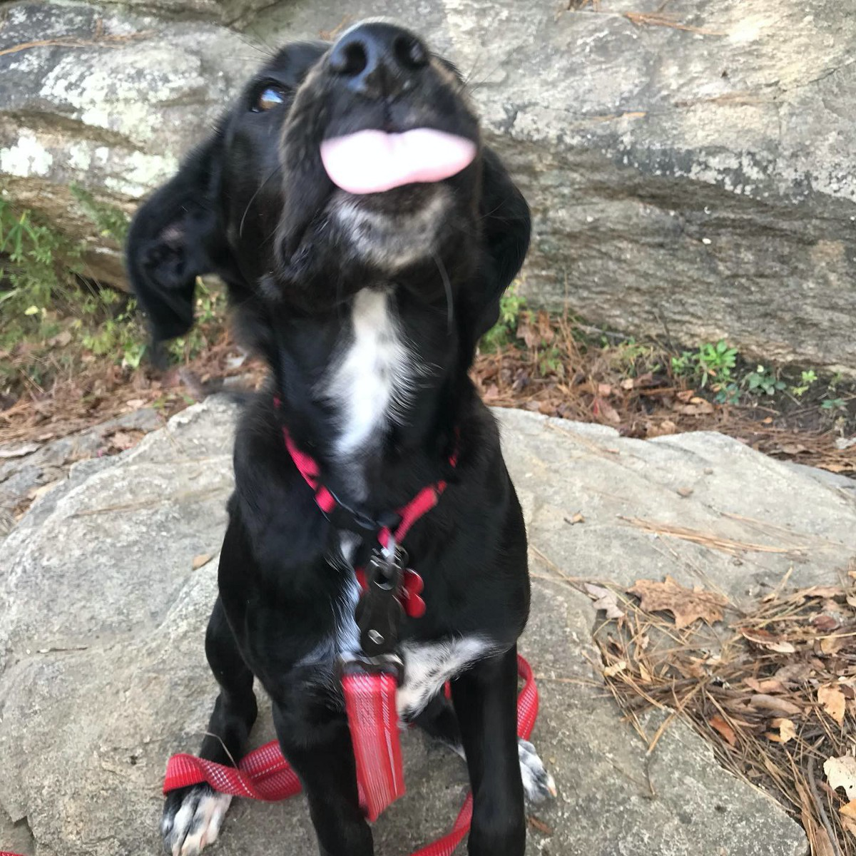my dog is my best friend
