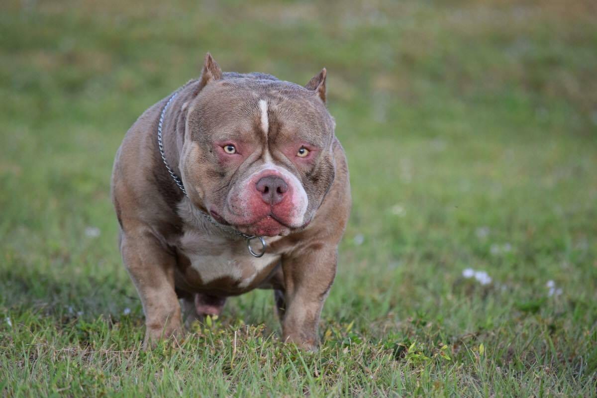 1 year old american bully