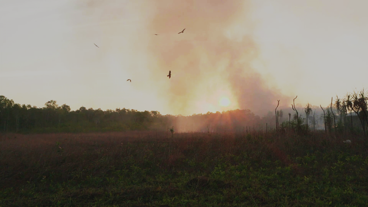 Keeping the fires burning — Australian Firehawks and the threat to ...