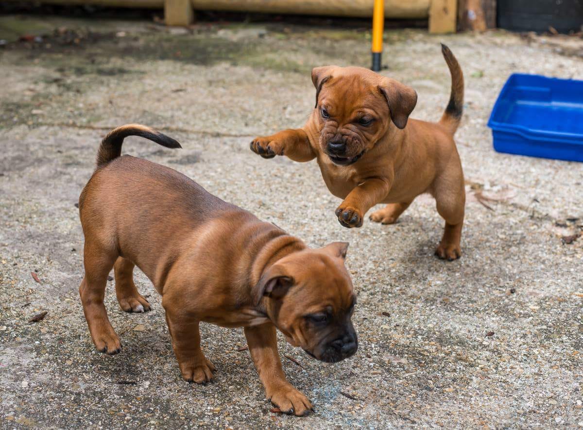 grey puppy staffy