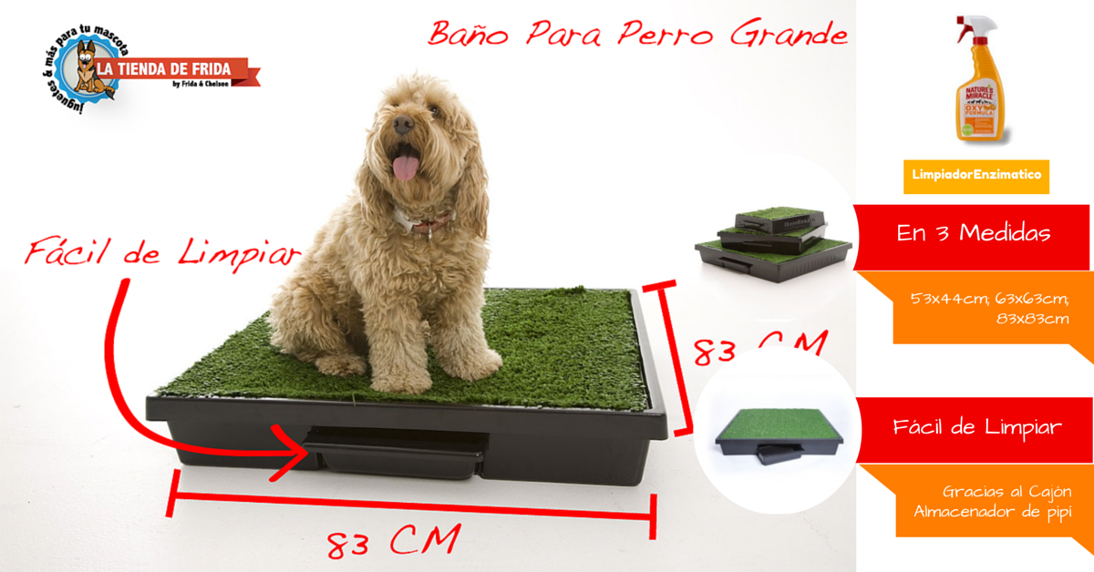 Como Enseñar A Un Perro Chihuahua A Ir Al Baño