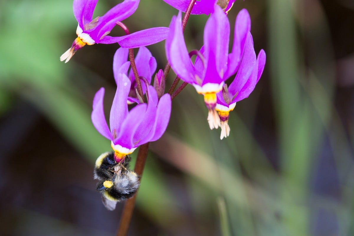 bumblebee hanging upside down on a purple flower