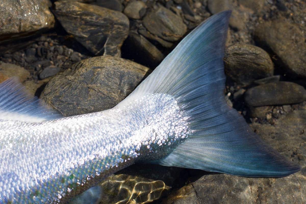 The Beauty of Fish Scales. Fish are absolutely beautiful. There… by U