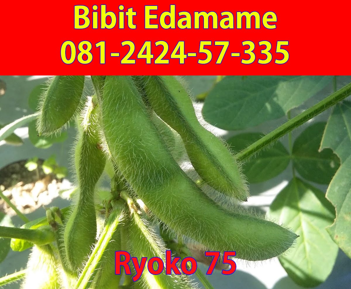 0822 3282 5127 Tsel Jual Bibit Edamame Malang Youtube