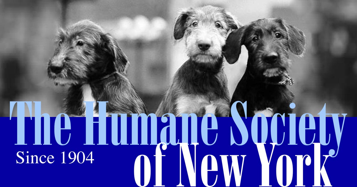 Humane Society of New York Medium