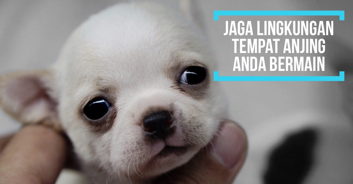 Penyebab Anjing Muntah Beberapa Penyebab Muntah Pada Anjing By Mario Wijaya Rio Farm Penyebab Anjing Muntah Beberapa Penyebab Muntah Pada Anjing By Mario Wijaya Rio Farm